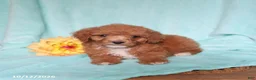 Mixed Breed dogs for sale: Pickles - Ad 3