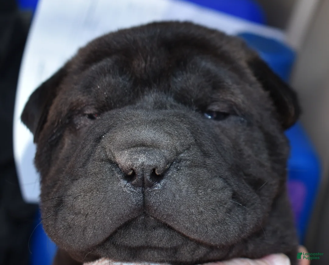 Shar Pei dogs for sale: Shar Pei Puppy 2 - Ad 4