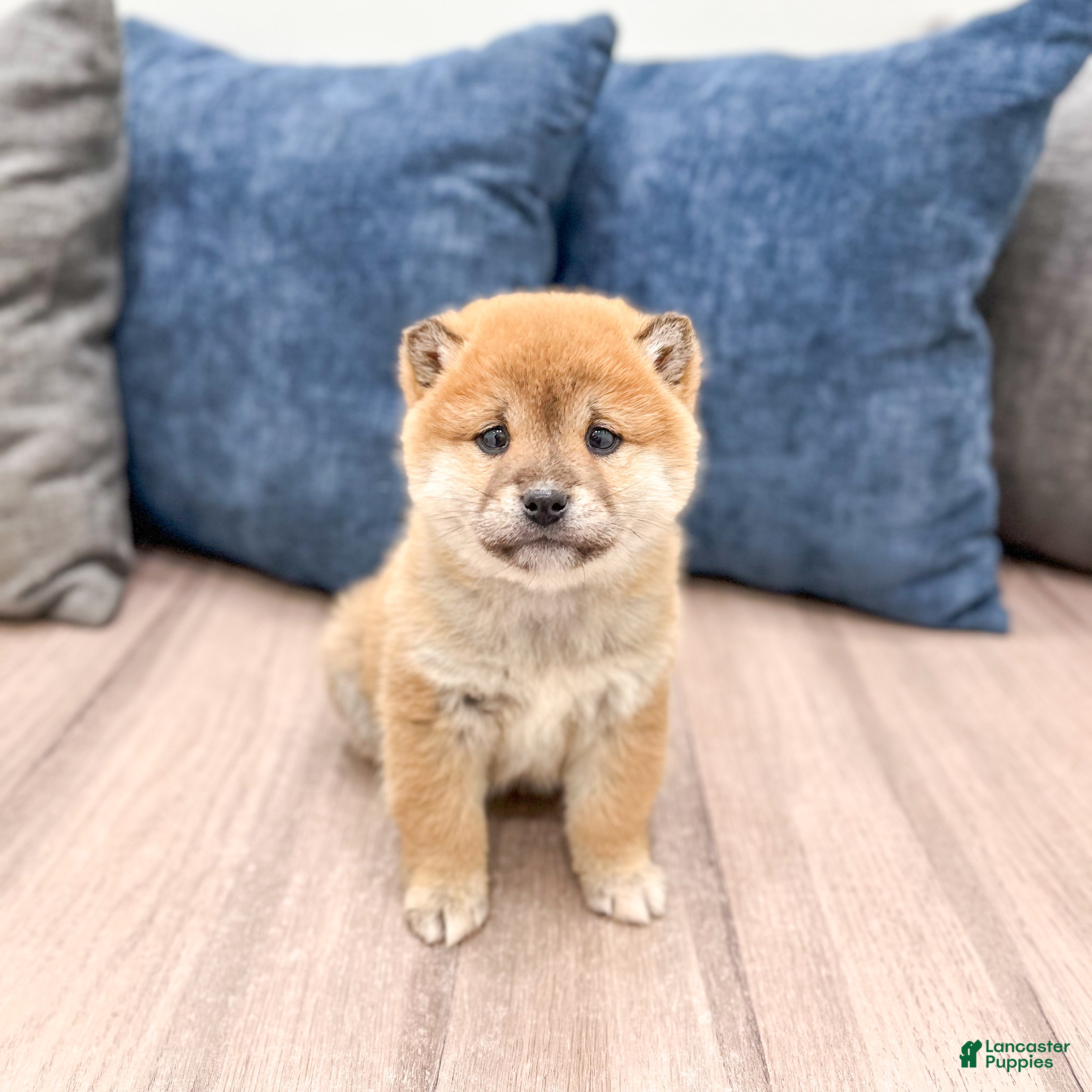 Shiba Inu dogs Logan - Ad 1