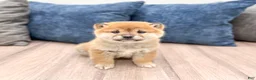 Shiba Inu dogs for sale: Logan - Ad 1