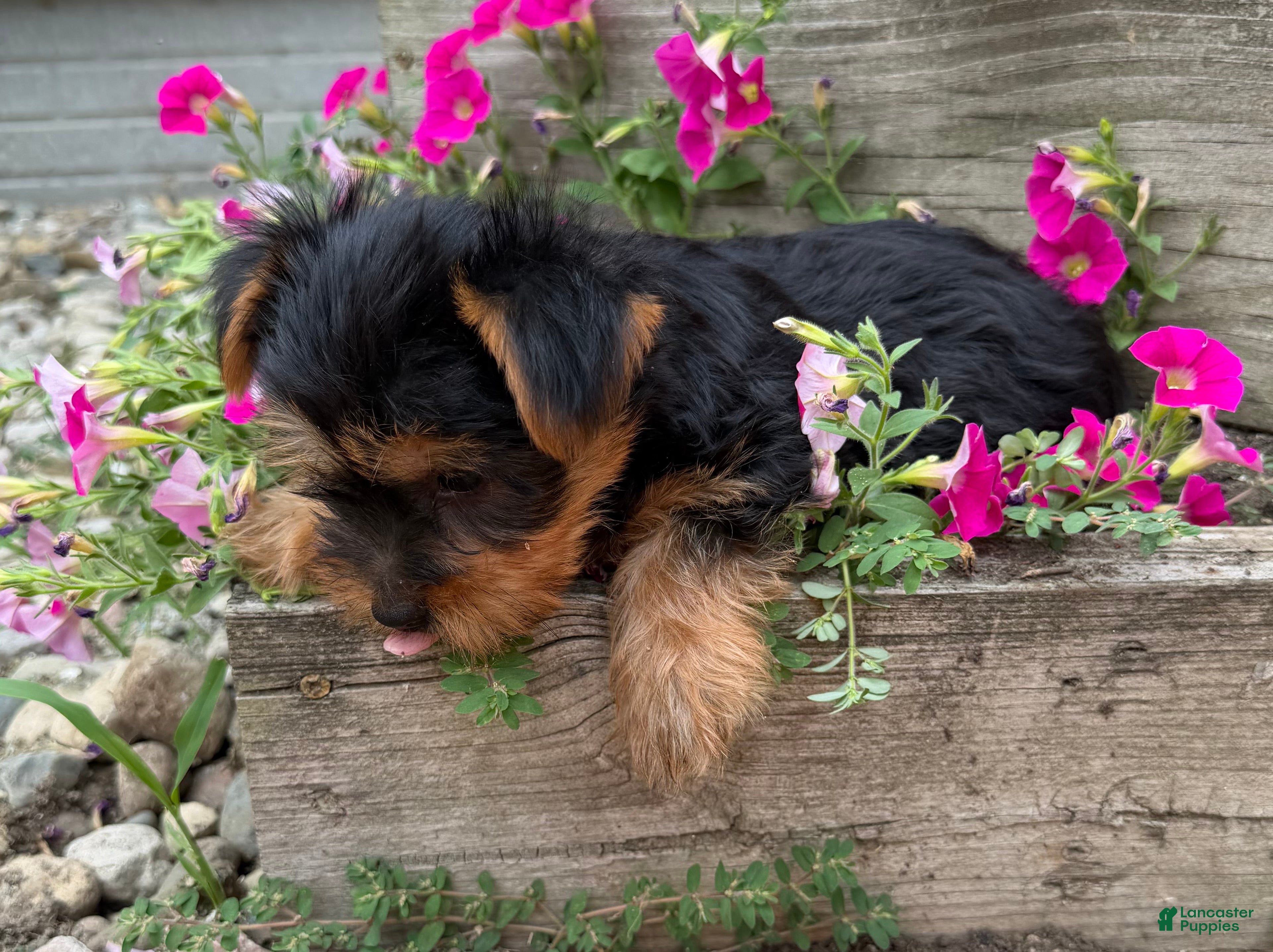 Yorkshire Terrier dogs Ruby - Ad 2