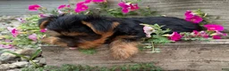 Yorkshire Terrier dogs for sale: Ruby - Ad 2