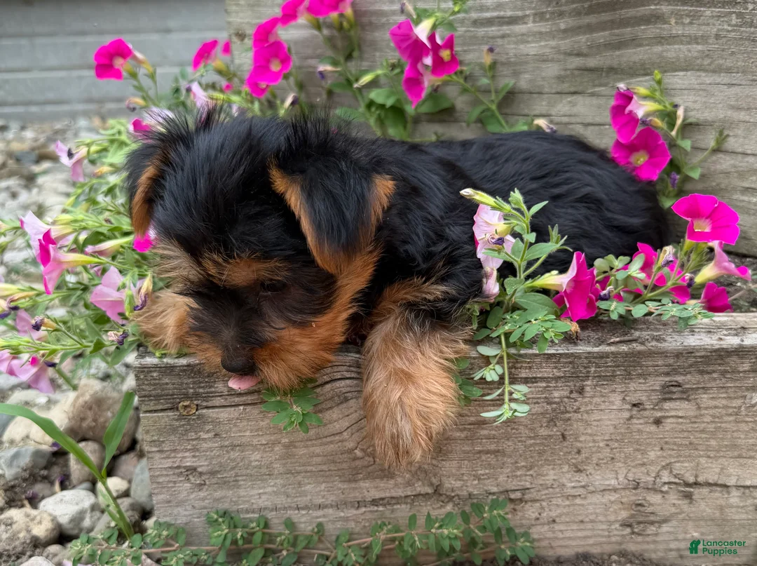 Yorkshire Terrier dogs for sale: Ruby - Ad 2