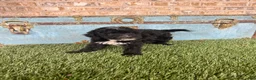 Mixed Breed dogs for sale: Star - Ad 6