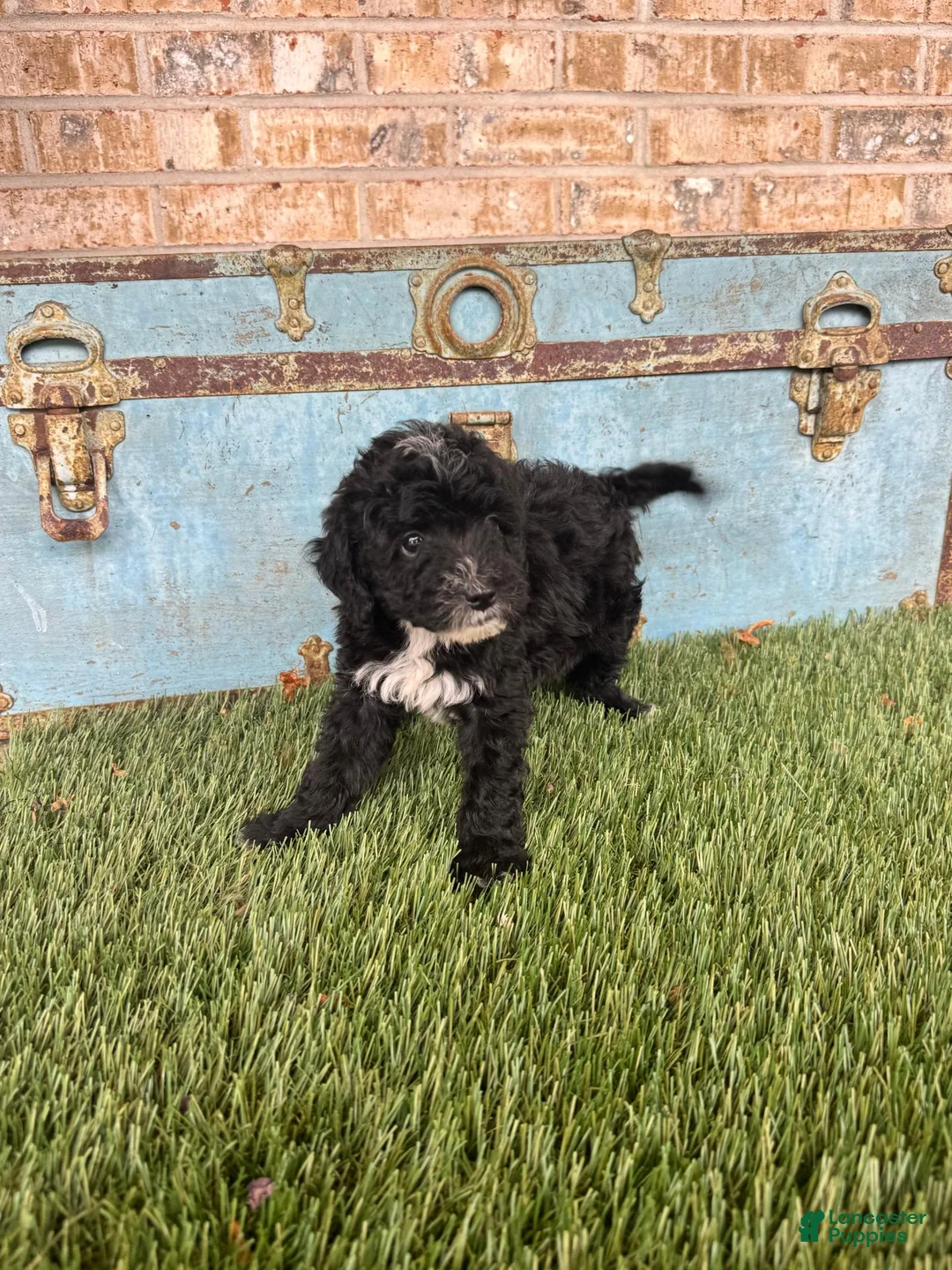Mixed Breed dogs for sale: Star - Ad 6