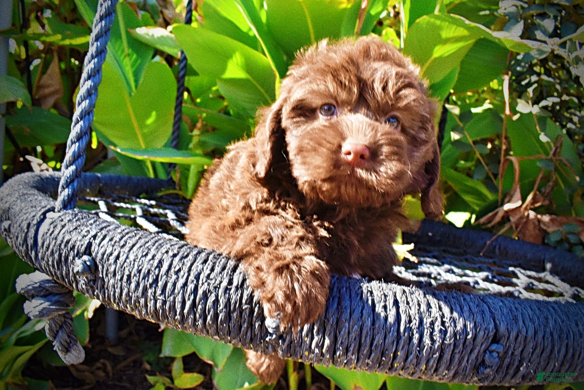 Havapoo dogs for sale: Pringles - Ad 2