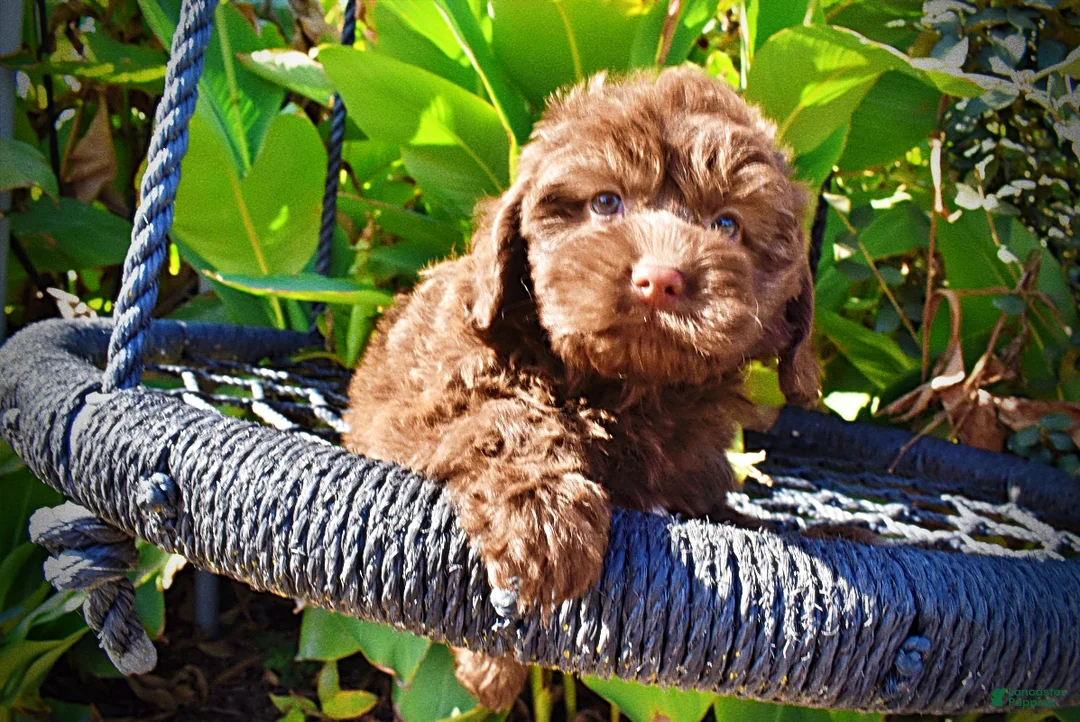 Havapoo dogs for sale: Pringles - Ad 2