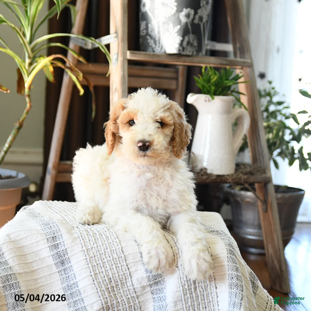 Standard Poodle dogs for sale: Drew - Ad 2