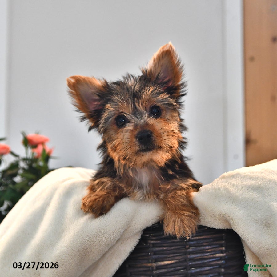 Yorkshire Terrier dogs Wilma - Ad 2