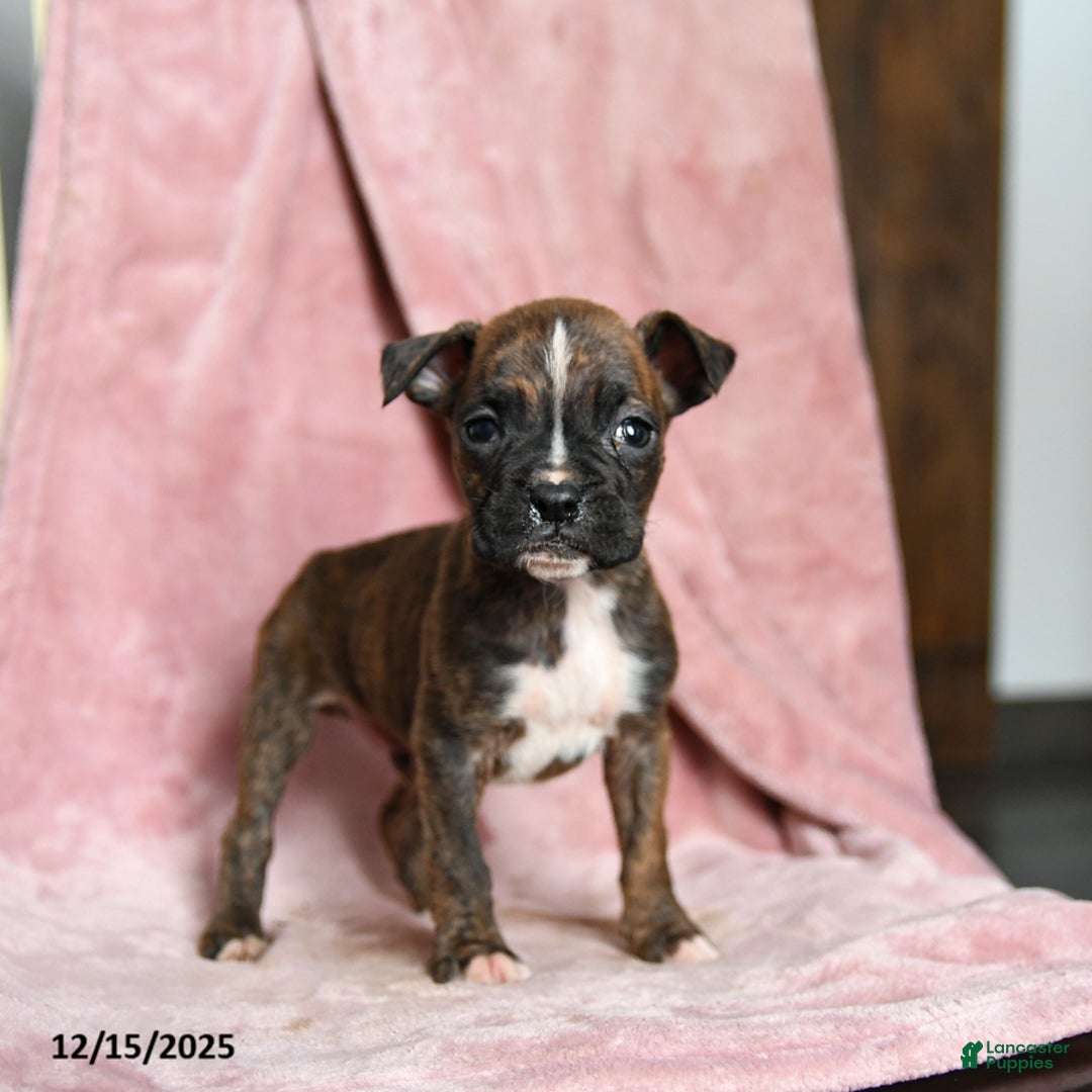Boxer dogs for sale: Lickums - Ad 4