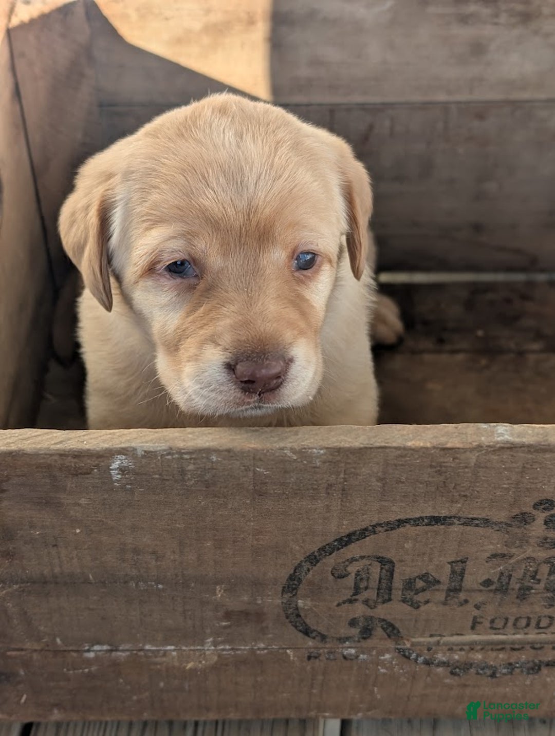 Labrador Retriever dogs for sale: Chloe - Ad 6