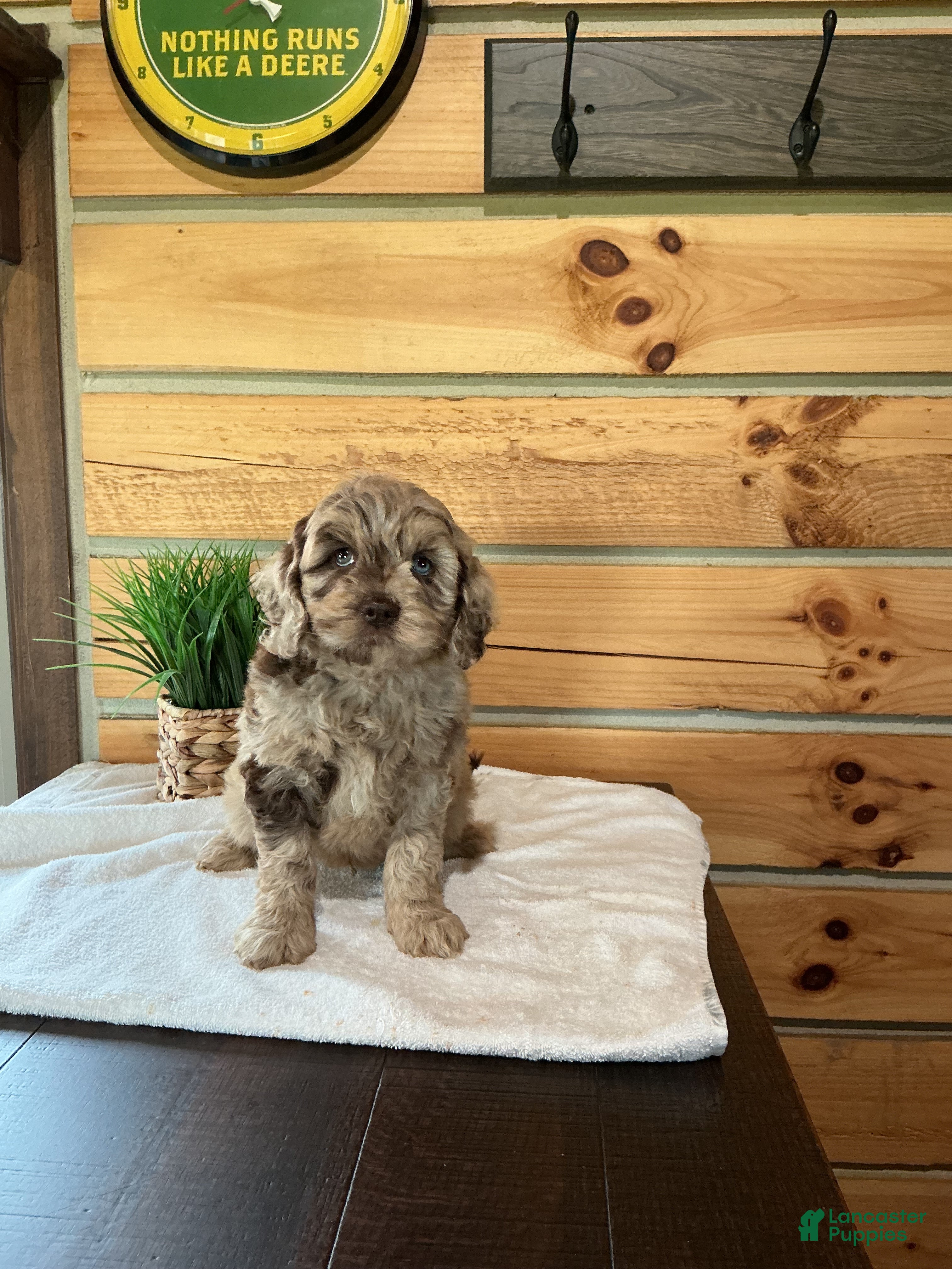 Mini Goldendoodle dogs Max  - Ad 1