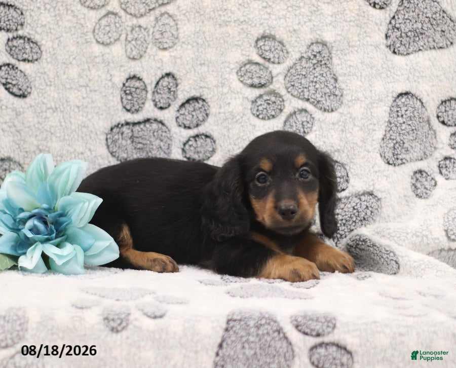 Miniature Dachshund dogs George - Ad 2
