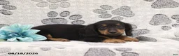 Miniature Dachshund dogs for sale: George - Ad 2
