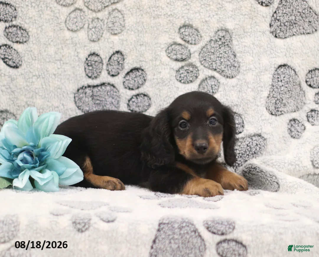 Miniature Dachshund dogs for sale: George - Ad 2
