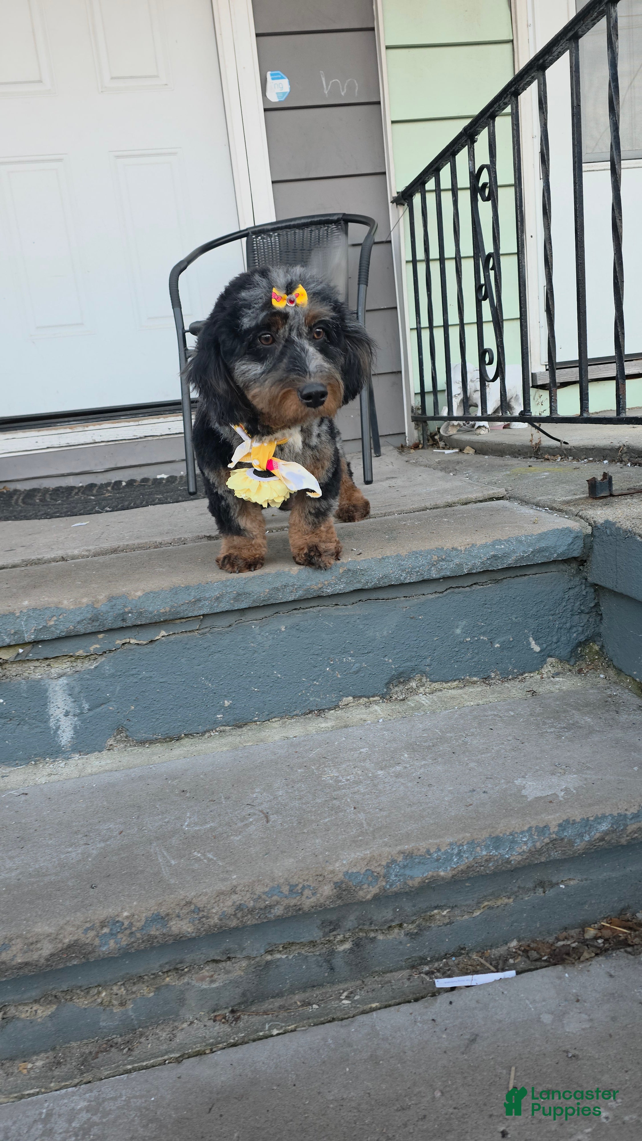 Mini Bernedoodle dogs Charlie - Ad 2