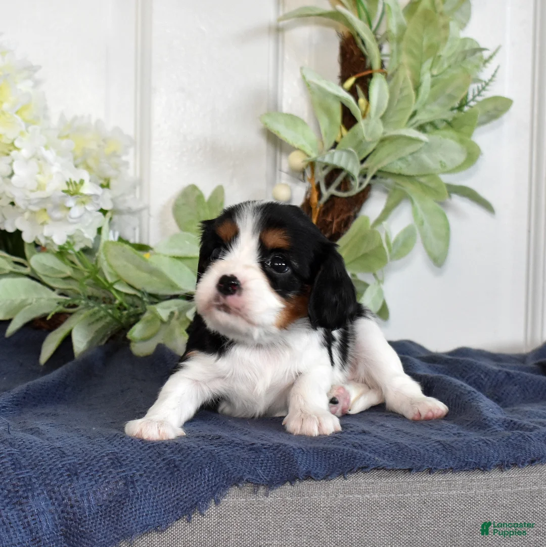 Cavalier King Charles Spaniel dogs for sale: Pecan  - Ad 2