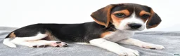 Beagle dogs for sale: Arlene - Ad 9