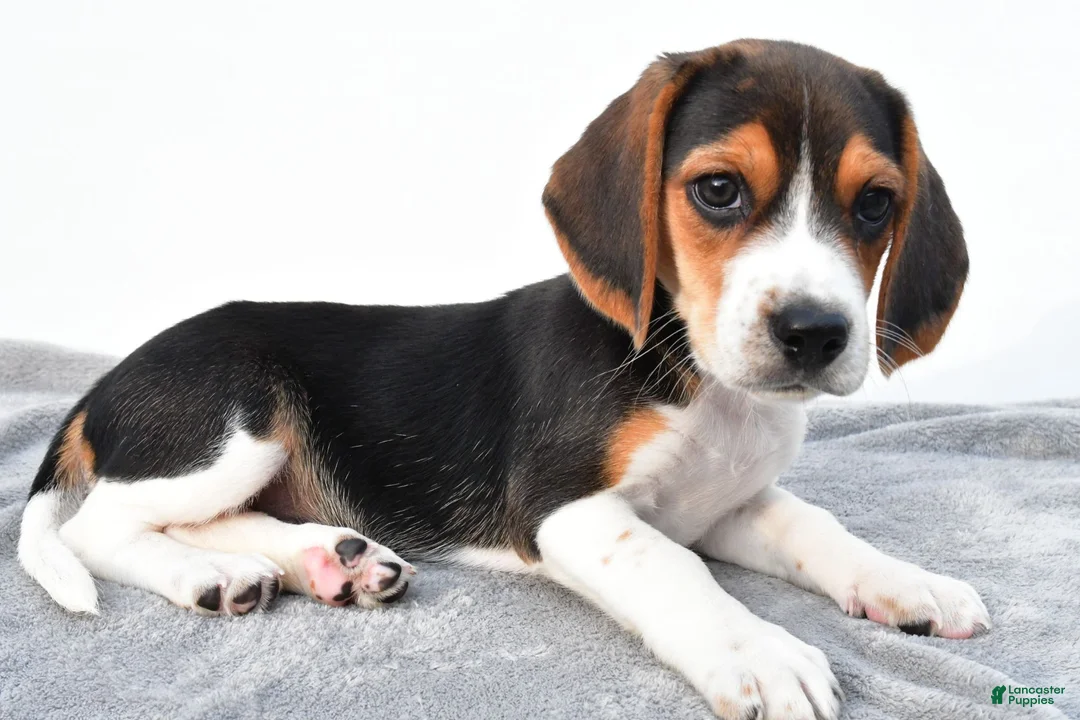 Beagle dogs for sale: Arlene - Ad 9