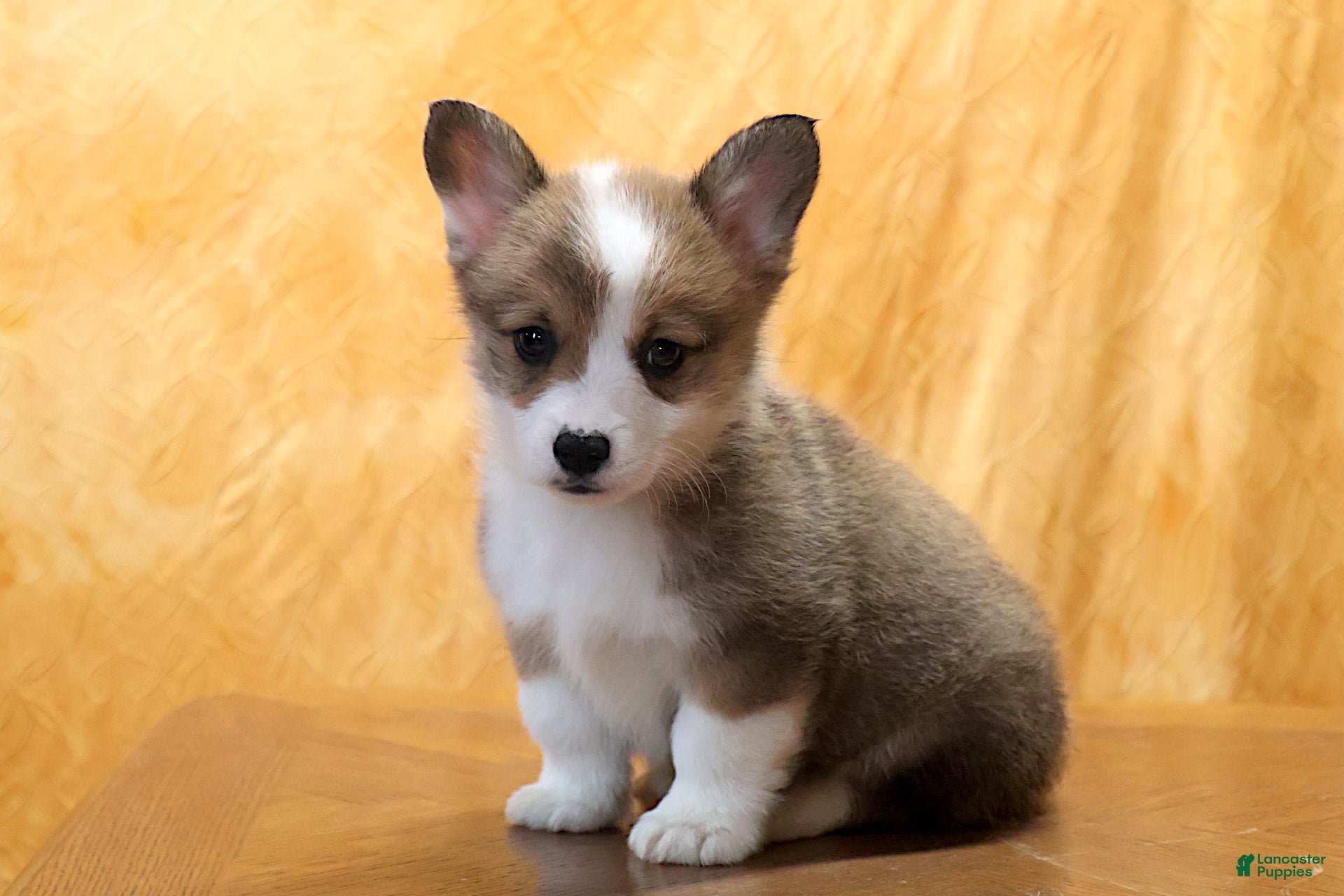 Welsh Corgi Pembroke dogs Mannie - Ad 33