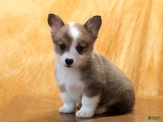 Welsh Corgi Pembroke dogs Mannie - Ad 10