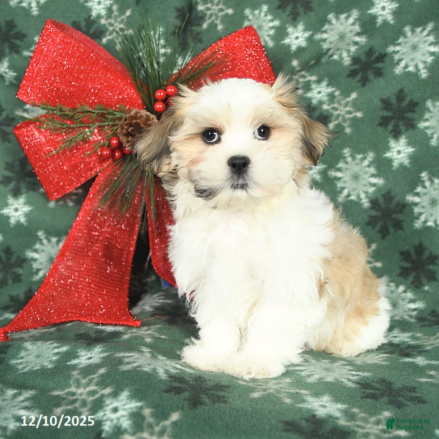 Malshi dogs Ranger - Ad 13