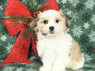 Malshi dogs Ranger - Ad 10