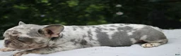 French Bulldog dogs for sale: OREO - Ad 5