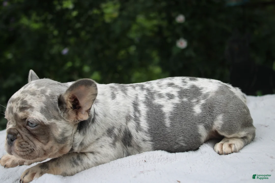 French Bulldog dogs for sale: OREO - Ad 5
