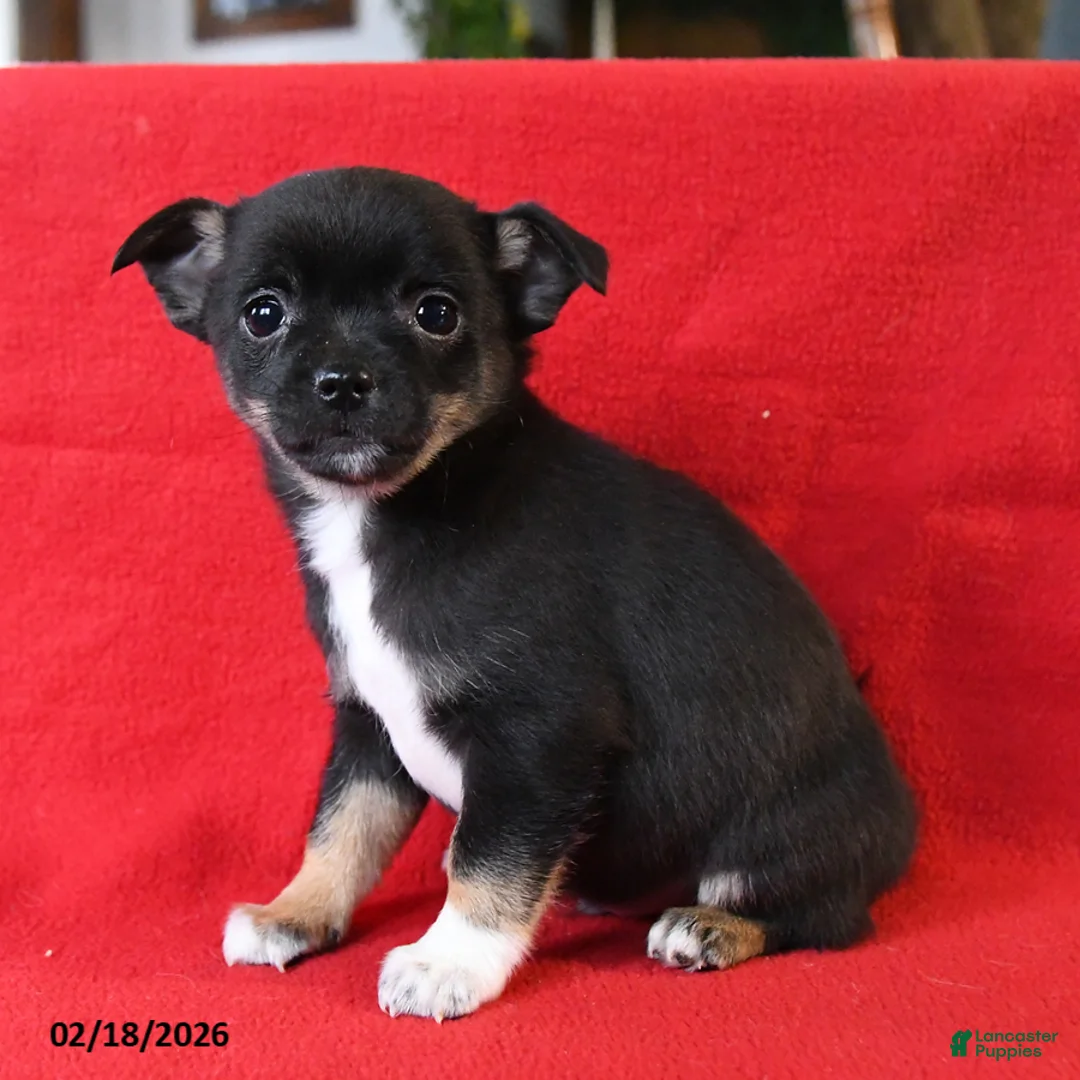 Chihuahua dogs for sale: Tito - Ad 2
