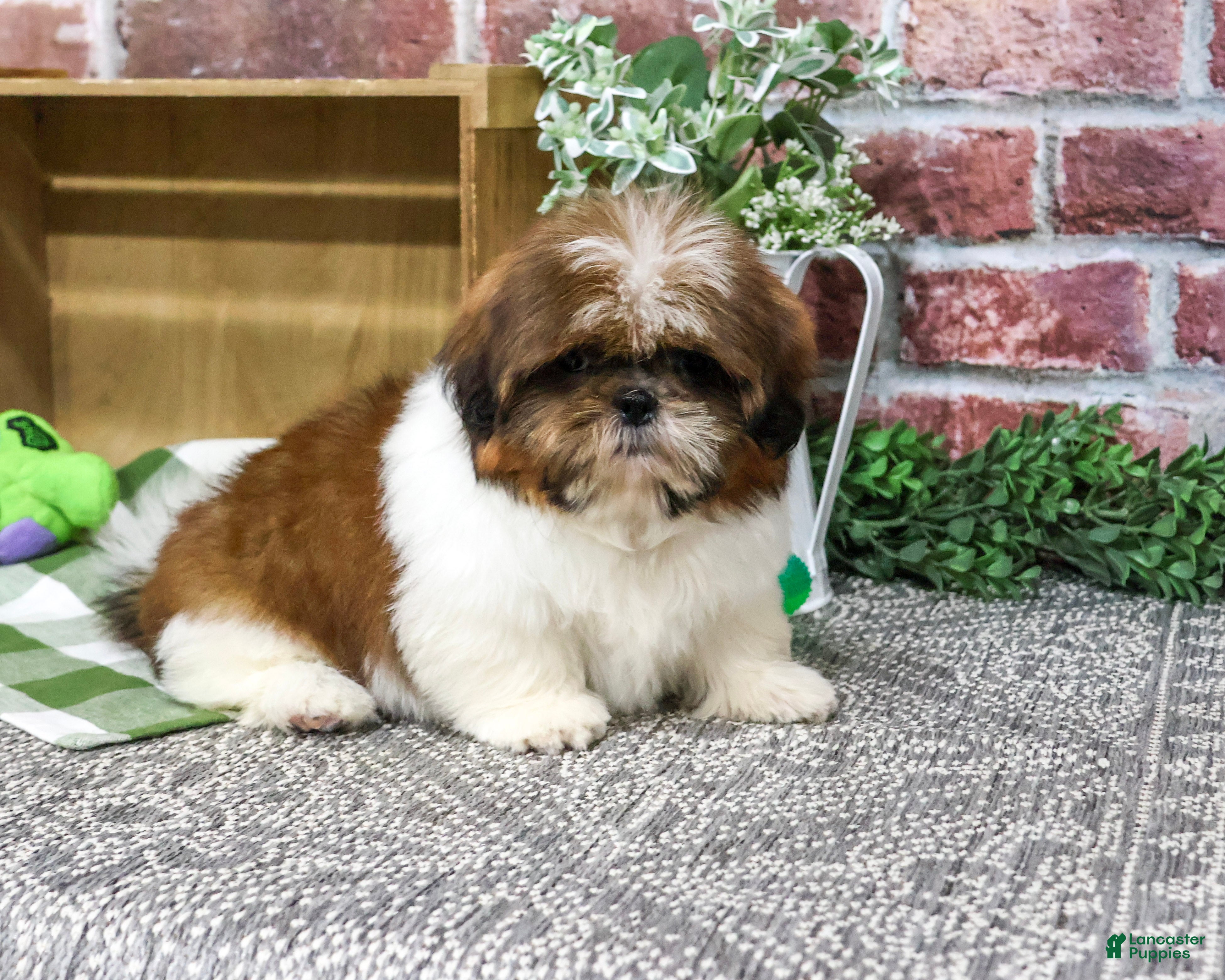 Larkspur (Shih Tzu, Male) in Syracuse, IN