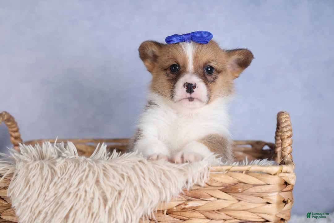 Welsh Corgi Pembroke dogs for sale: BO - Ad 3