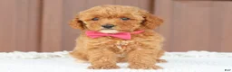 Toy Poodle dogs for sale: Caramel  - Ad 3