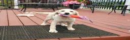 Labrador Retriever dogs for sale: Tinkerbell - Ad 1