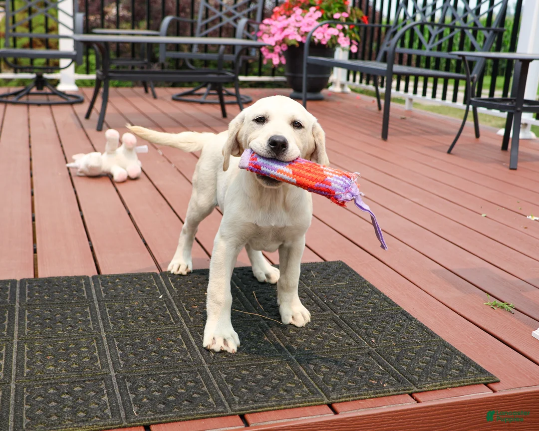 Labrador Retriever dogs for sale: Tinkerbell - Ad 1