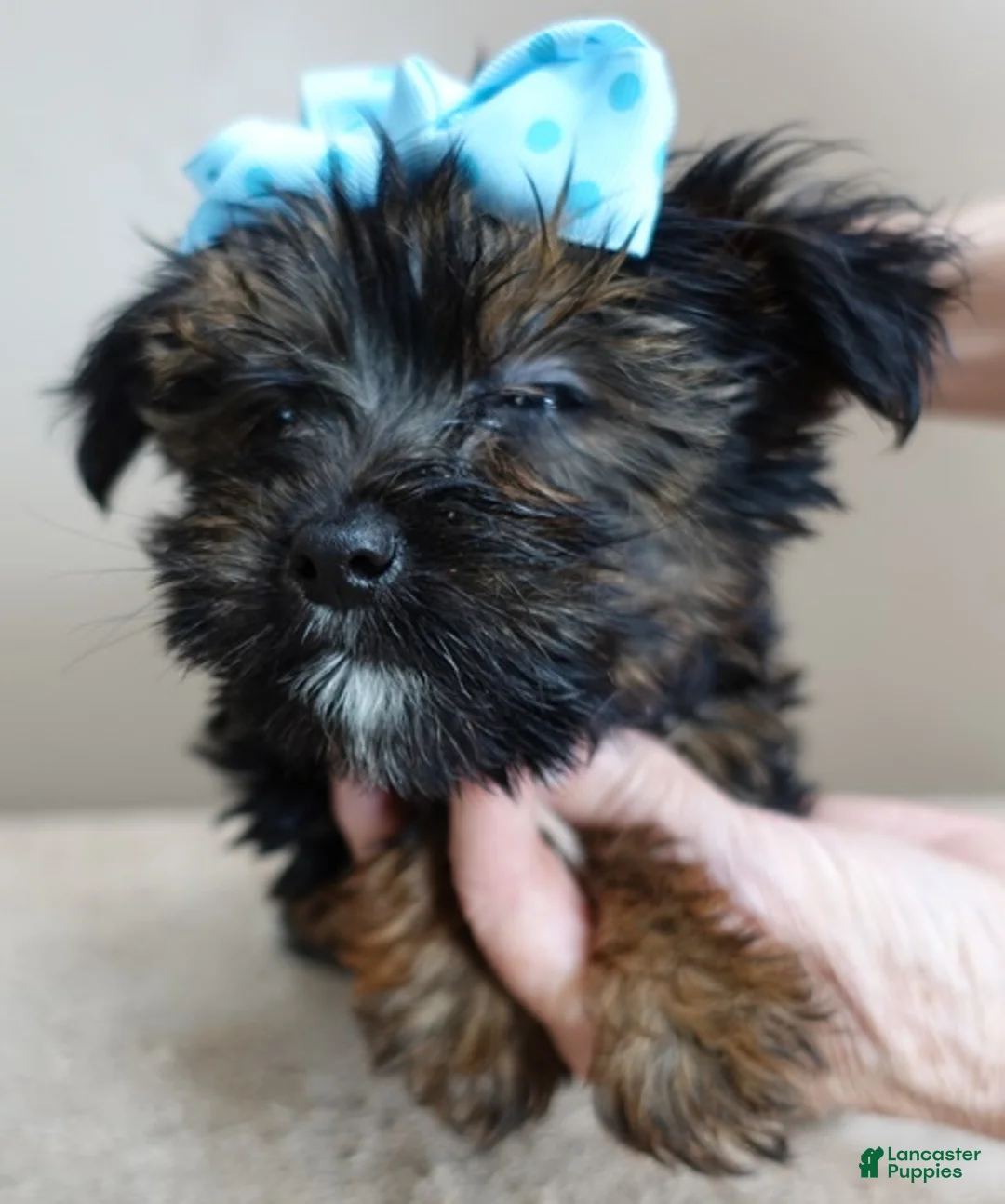 Yorkshire Terrier dogs for sale: Bali 2 pounds - Ad 7
