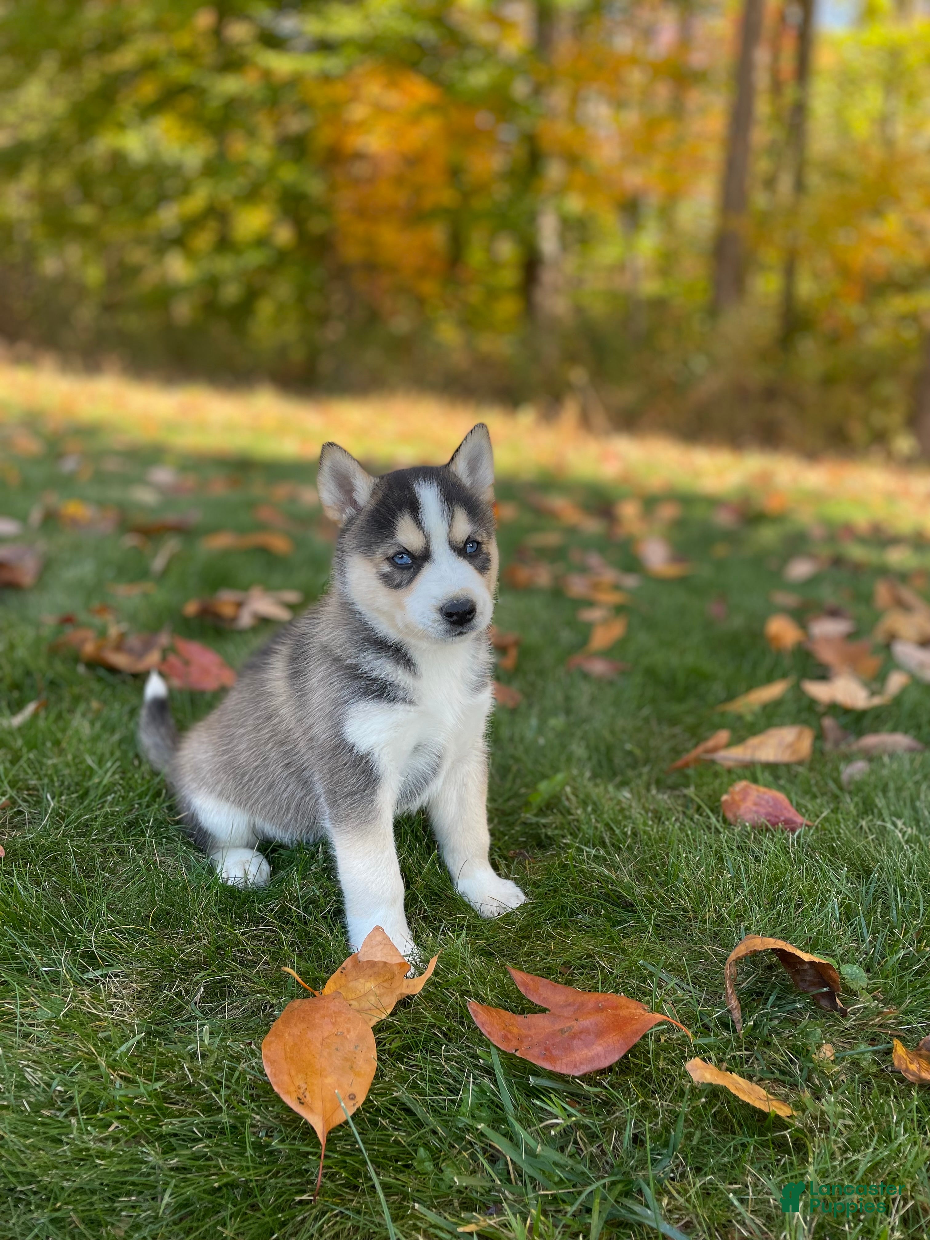 Gerberian Shepsky dogs for sale: Zeus - Ad 2