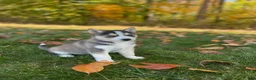 Gerberian Shepsky dogs for sale: Zeus - Ad 2