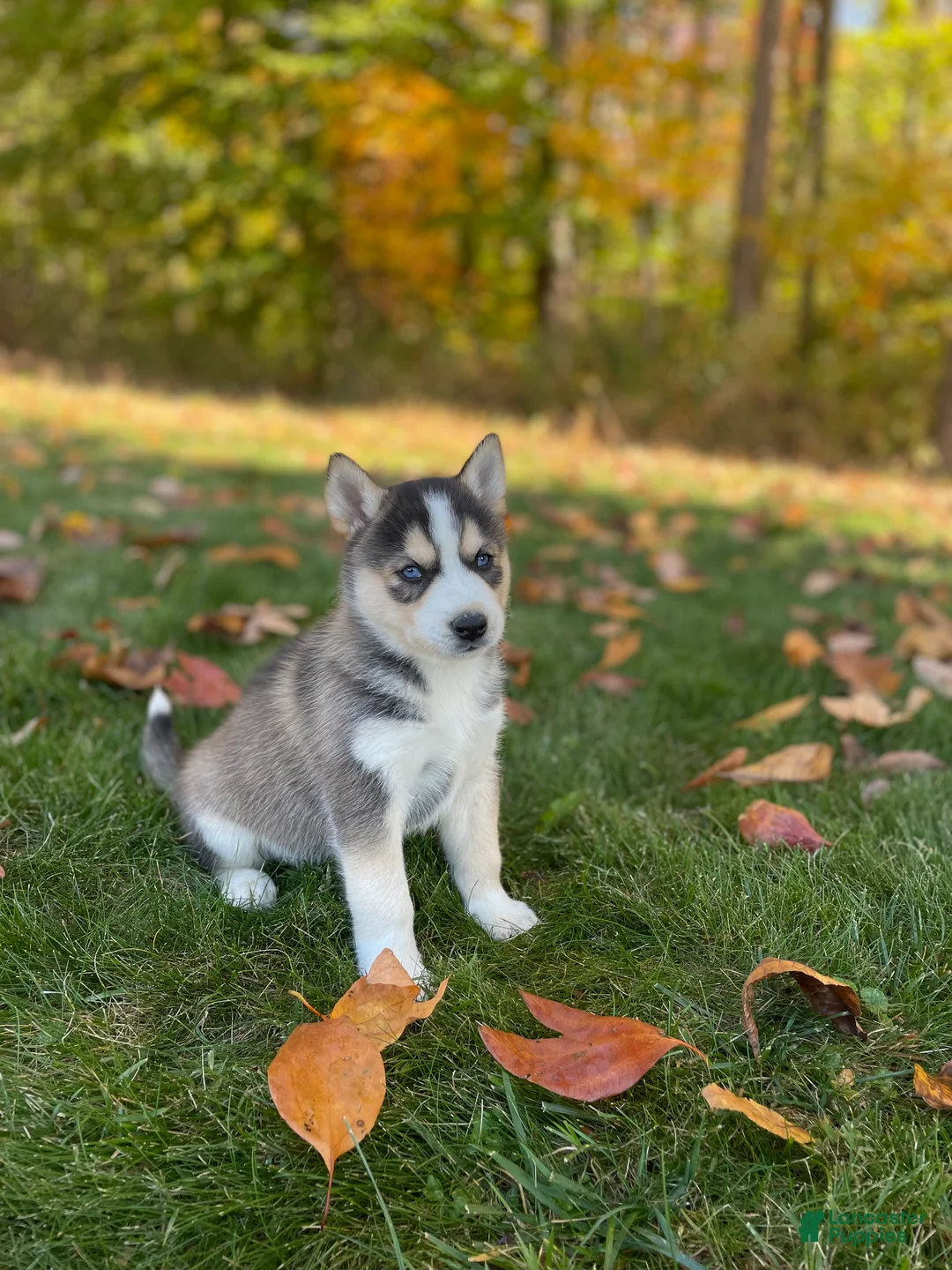 Gerberian Shepsky dogs for sale: Zeus - Ad 2