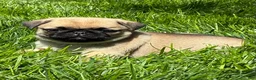 Pug dogs for sale: Mai - Ad 5