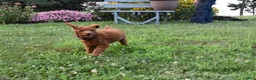 Standard Poodle dogs for sale: Eli moyen - Ad 8