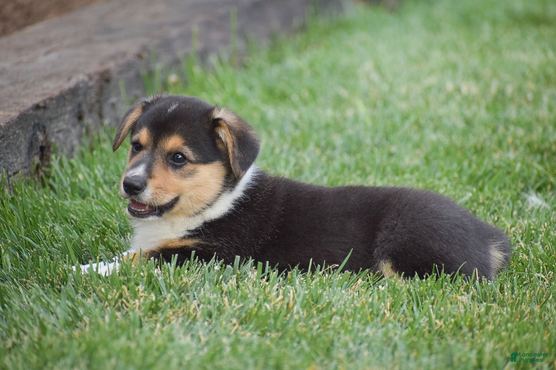 Welsh Corgi Pembroke dogs for sale: Roman - Ad 11