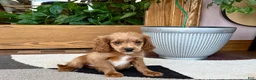 Mixed Breed dogs for sale: Cockapoo/Cavapoo female 2  - Ad 7