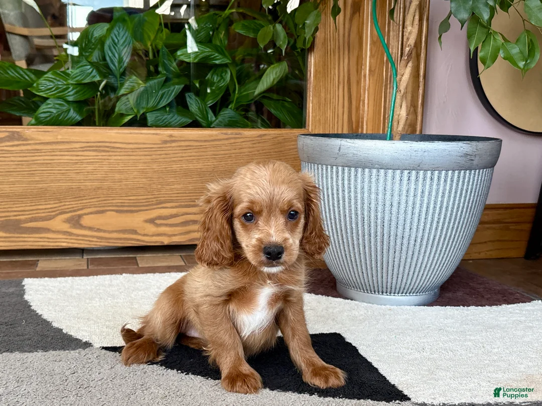 Mixed Breed dogs for sale: Cockapoo/Cavapoo female 2  - Ad 7