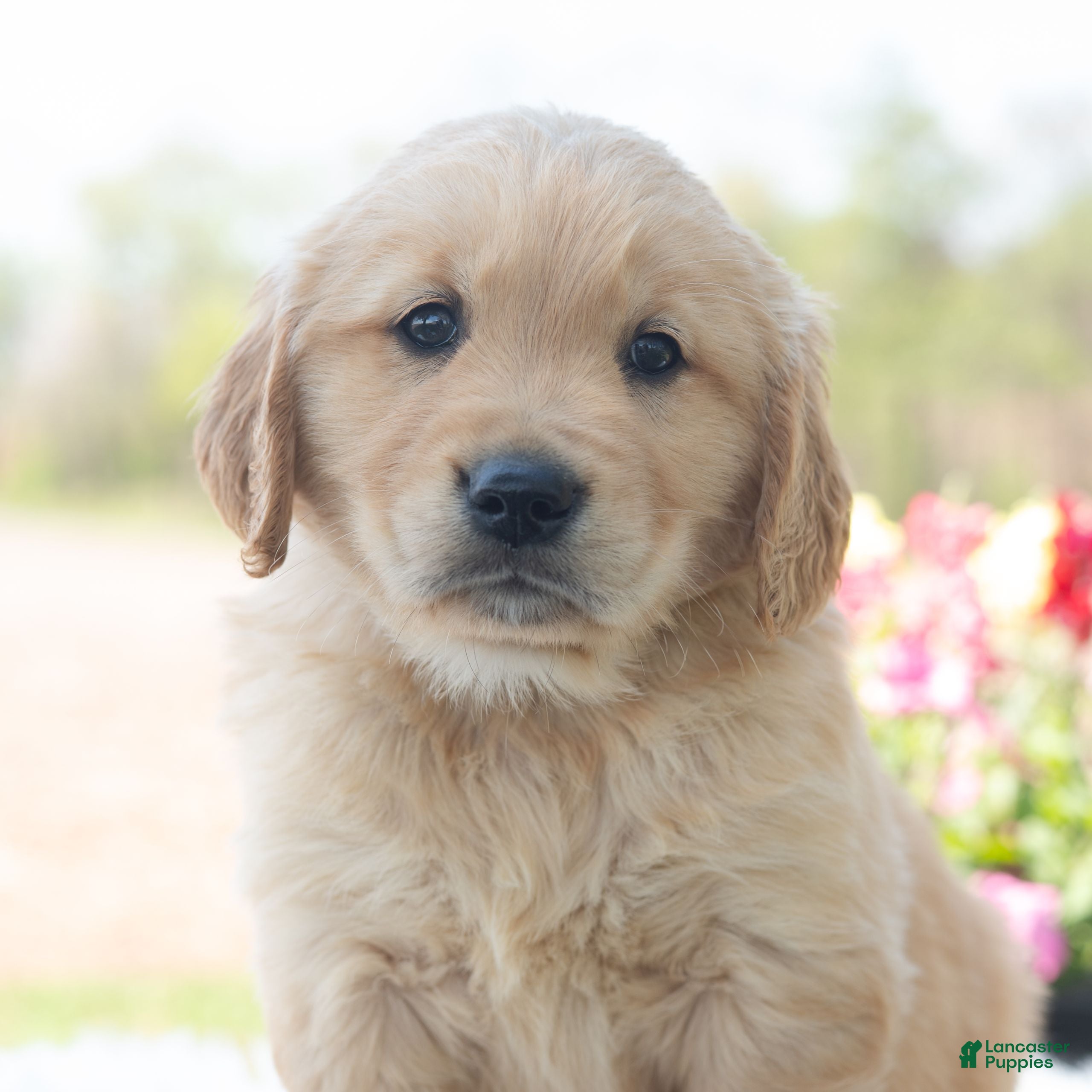 Golden Retriever dogs Morty  - Ad 1