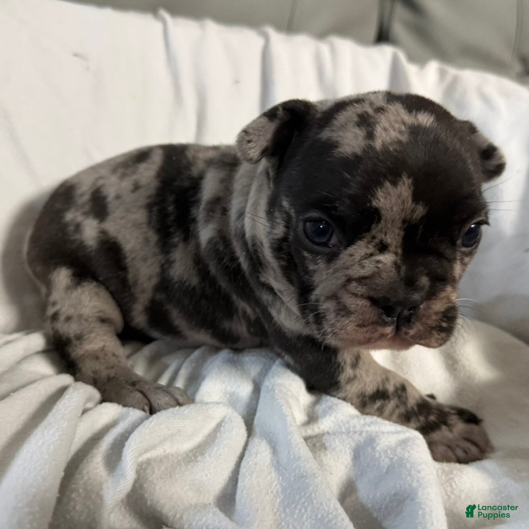 French Bulldog dogs for sale: Prince - Ad 14