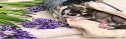 Pomsky dogs for sale: Clover - Ad 4