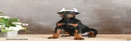 Doberman Pinscher dogs for sale: Zola - Ad 4