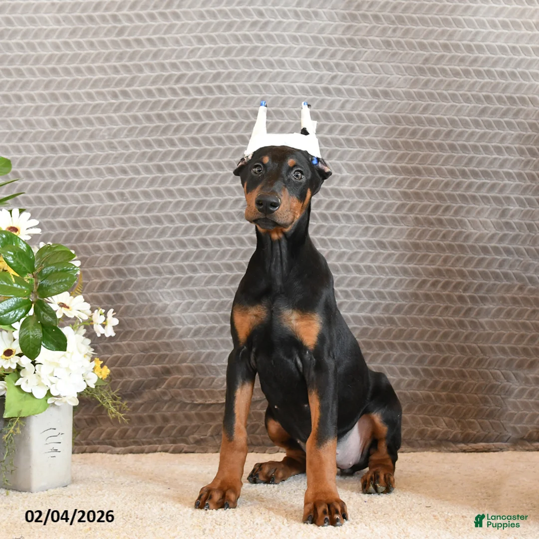 Doberman Pinscher dogs for sale: Zola - Ad 4