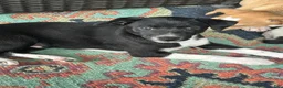 Rat Terrier dogs for sale: Abe - Ad 10